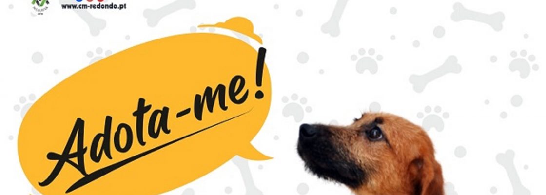 Câmara Municipal de Redondo lança campanha de adoção de cães – “Adota-me”
