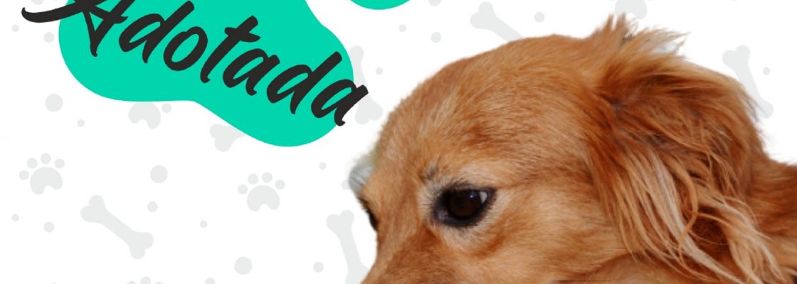 Campanha de adoção de cães – “Adota-me” – já fez um amigo de quatro patas e uma famí...