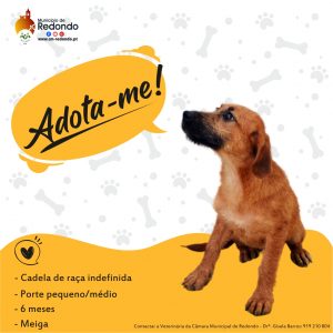 Cachorros engraçados da semana maio de 2016 - Edenvet - Centro