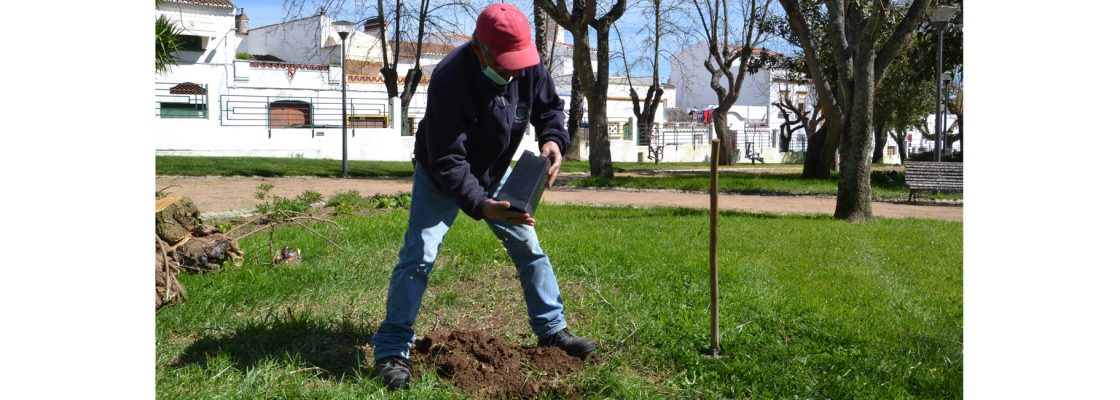 Jardim Municipal de Redondo acolhe novo sobreiro