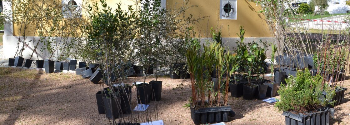 Projeto “Além Risco” distribui árvores pela população do concelho