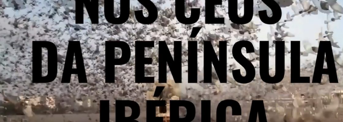 Vídeo promocional da Federação Portuguesa de Columbofilia | Prova Nacional de Valência | 7 de...