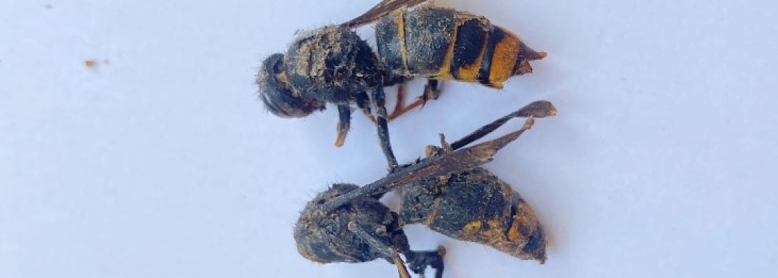 Destruição de ninho de Vespa Asiática (Vespa Velutina)