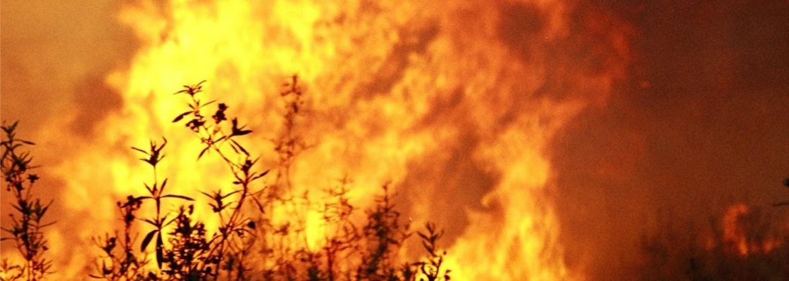 Em dias de perigo muito elevado e máximo de incêndio rural: conheça as restrições e cumpra a...
