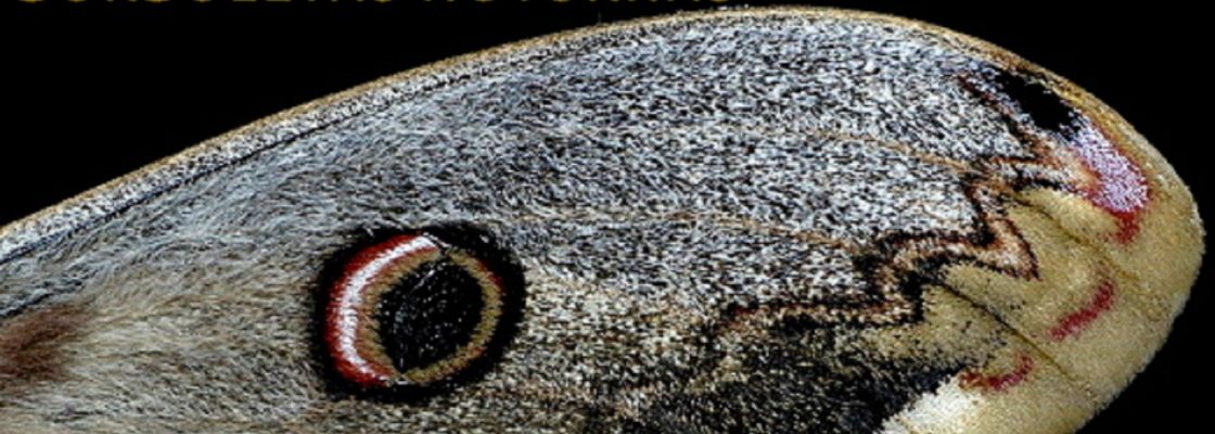 Observação de borboletas noturnas | 26 de agosto | 20h30 | Aldeia da Serra