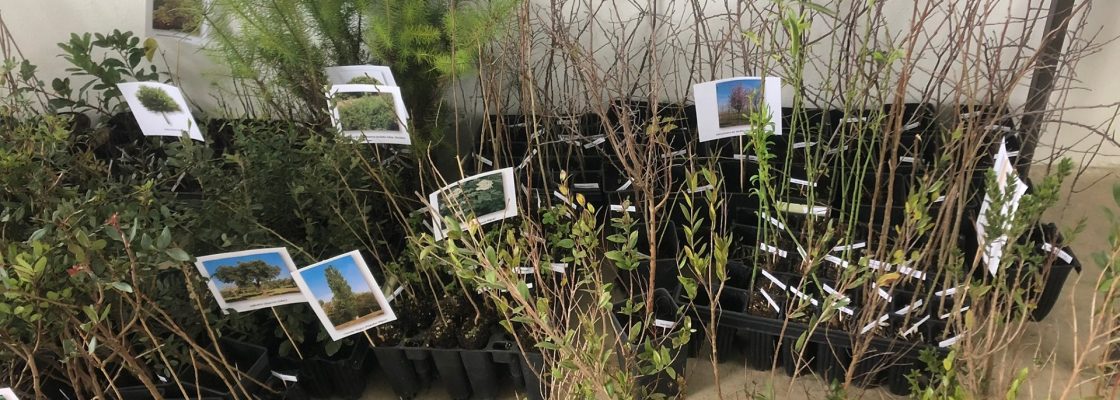 Projeto “Além Risco” distribui árvores e arbustos pela população do Concelho de R...
