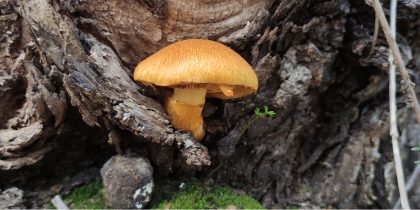 Passeio Micológico Serra d´Ossa | dia 23 de novembro | 09h00 | Largo do Chana