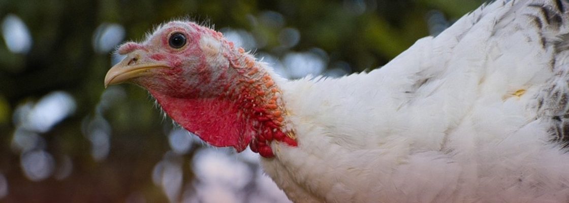 Direção-Geral de Alimentação e Veterinária: Edital nº 40 – Gripe Aviária de Alta Pat...