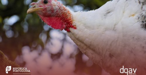 Direção-Geral de Alimentação e Veterinária: Edital nº 40 – Gripe Aviária de Alta Patogenicidade