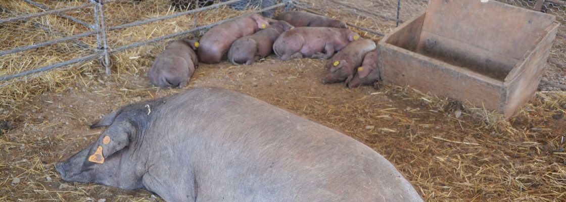 Direção-Geral de Alimentação e Veterinária: Aviso – Plano de Controlo e Erradicação ...