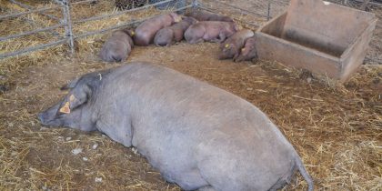 Direção-Geral de Alimentação e Veterinária: Aviso – Plano de Controlo e Erradicação da Doença de Aujeszky