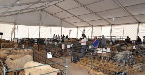 Feira de São Francisco: tradição, gastronomia e animação marcaram o dia 05 de outubro